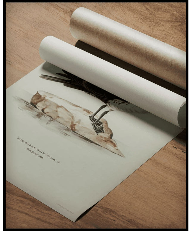 Stercorarius Pomarinus Poster