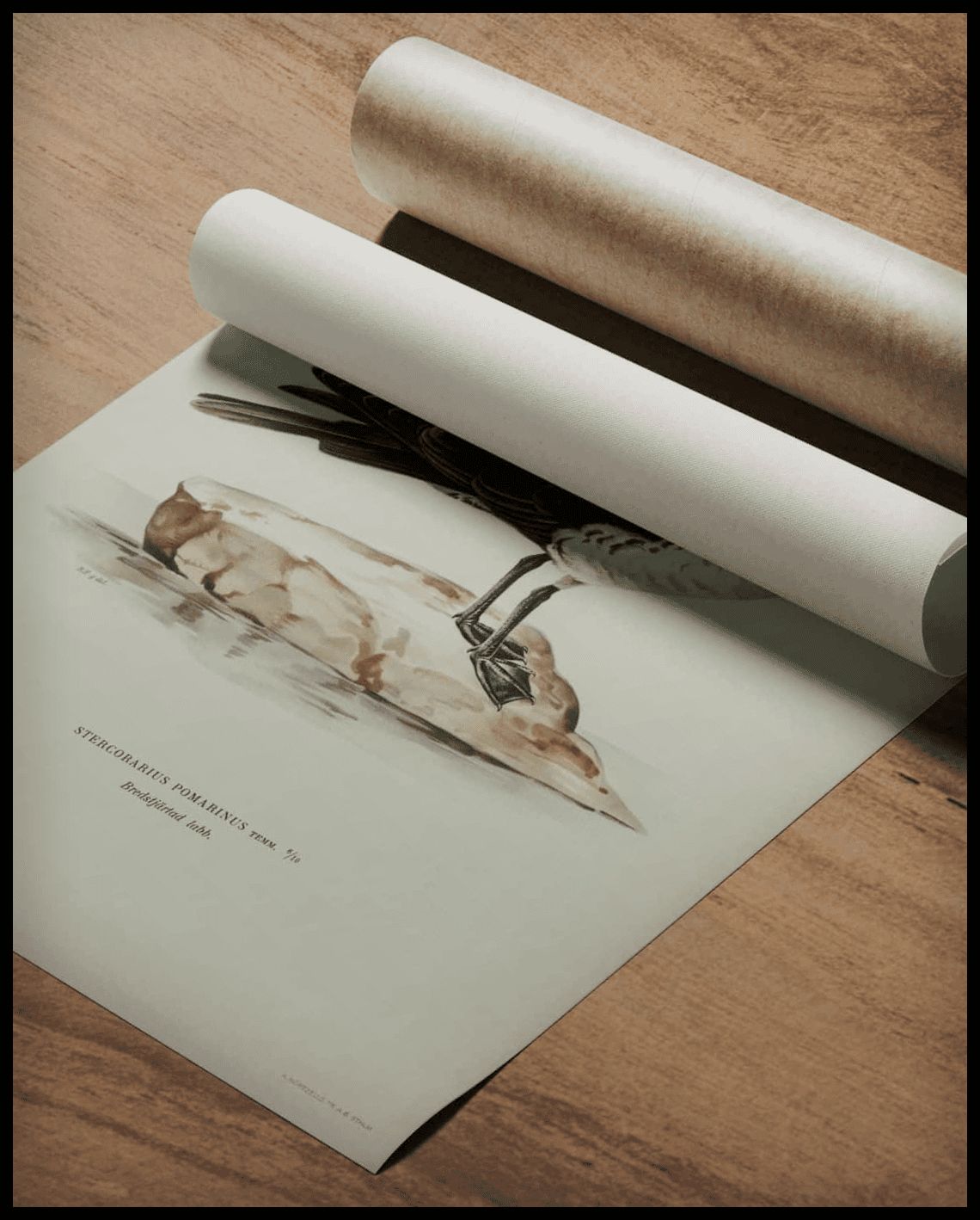 Stercorarius Pomarinus Poster