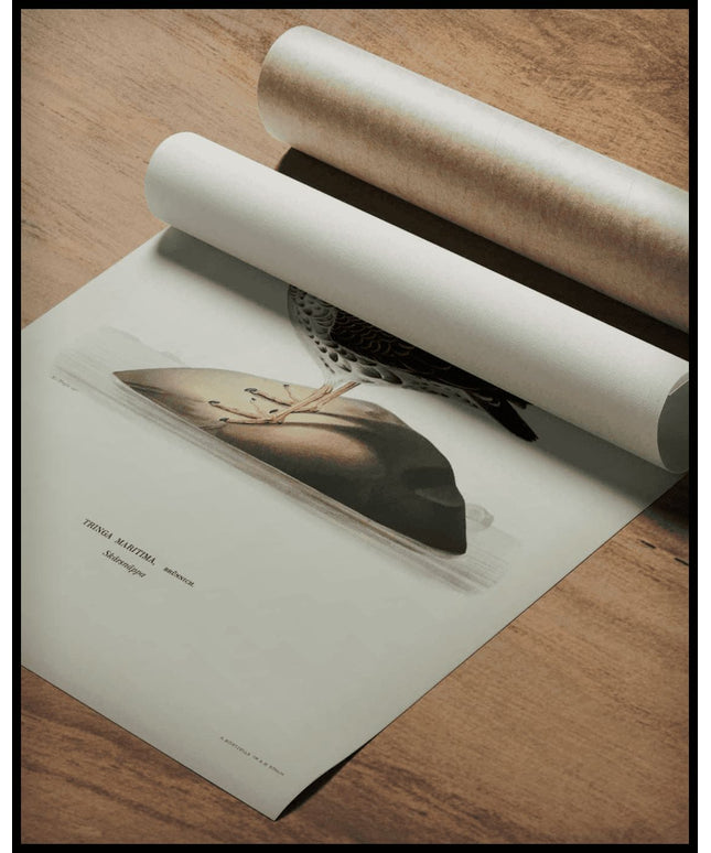 Tringa Maritima Poster