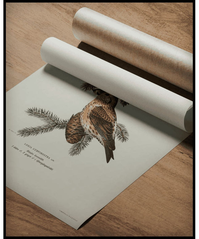 Loxia Curvirostra Poster