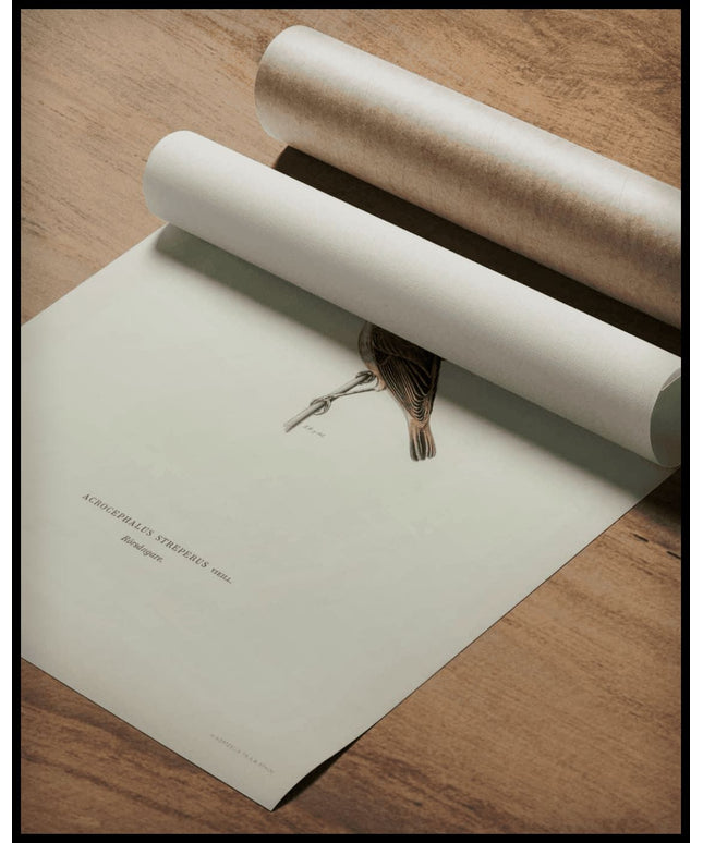 Acrocephalus Streperus Poster