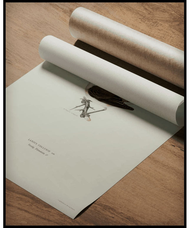 Lanius Collurio Poster