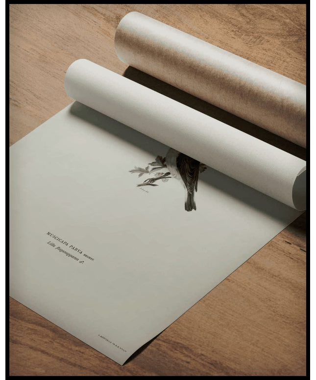 Ficedula Parva Poster