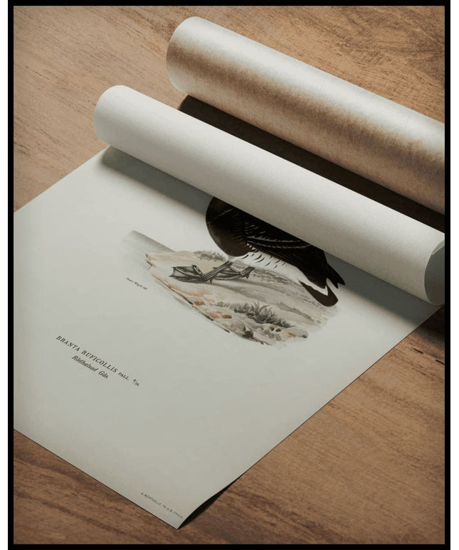 Branta Ruficollis Poster