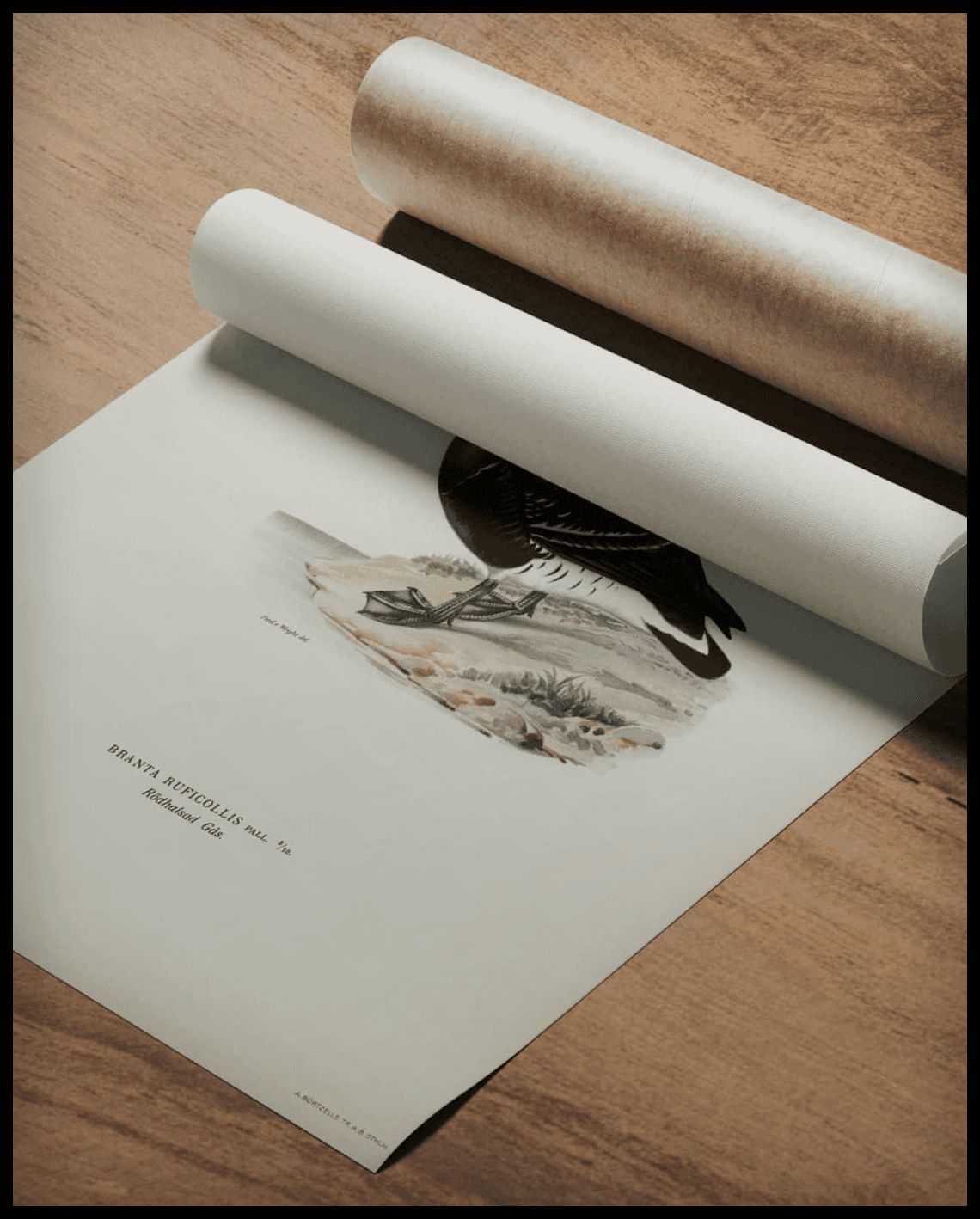 Branta Ruficollis Poster