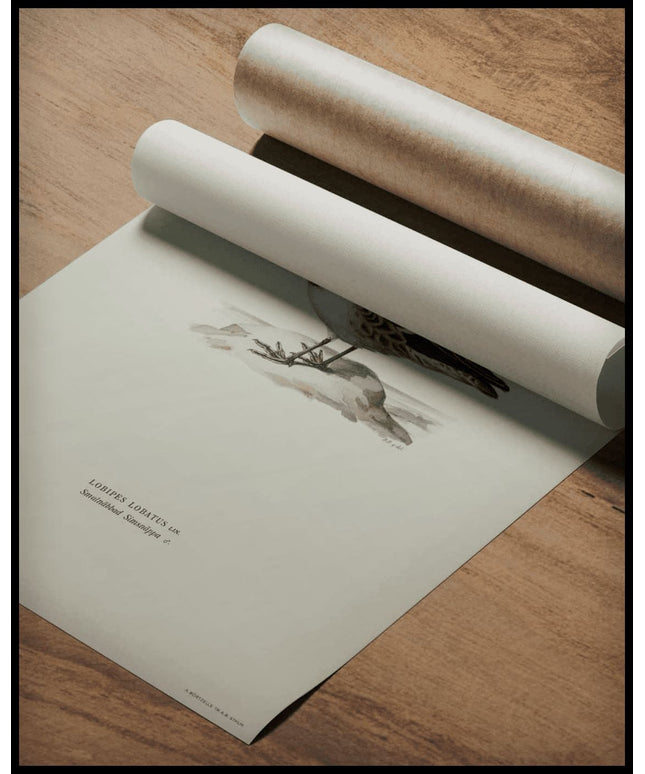 Lobipes Lobatus Poster