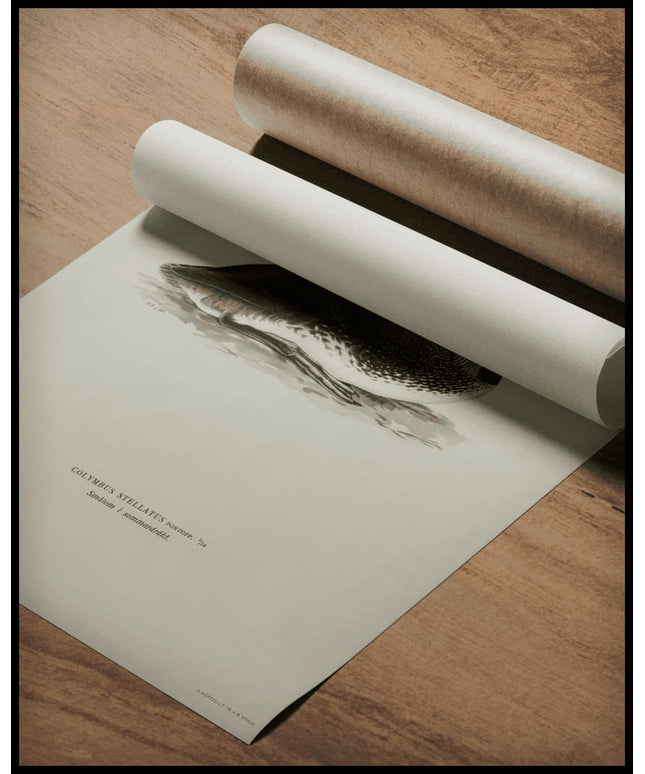 Colymbus Stellatus Poster