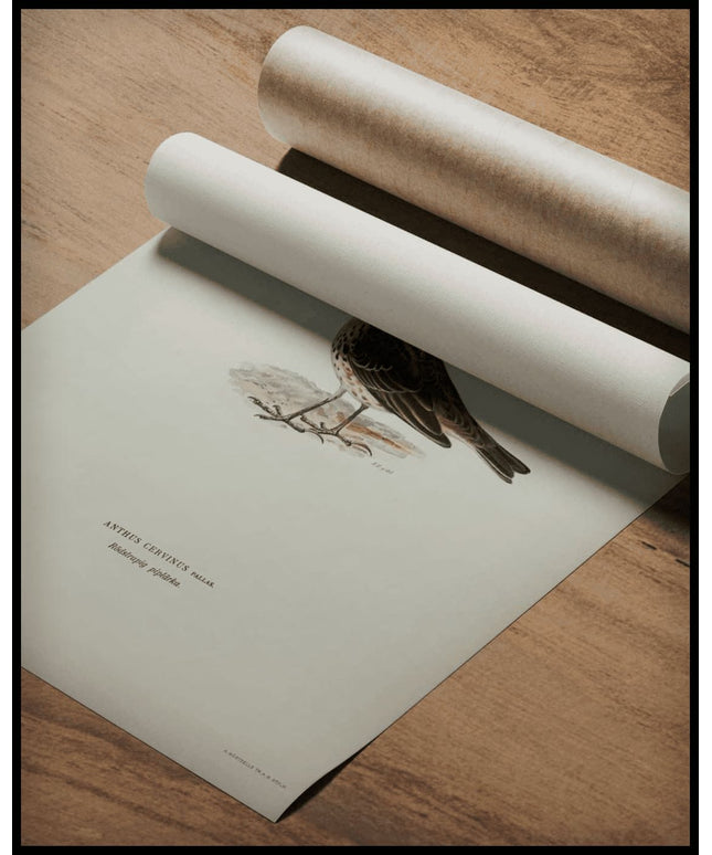 Anthus Cervinus Poster