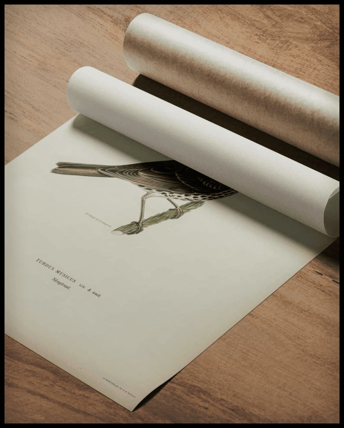 Turdus Usicus Poster