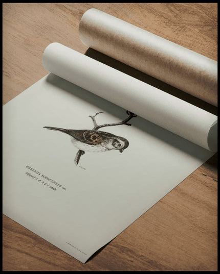 Emberiza Schoeniclus Poster