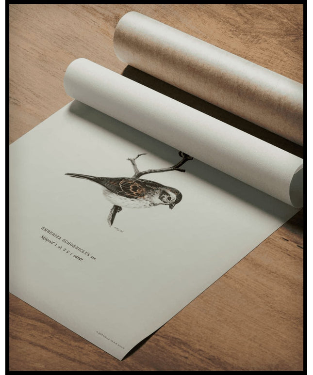 Emberiza Schoeniclus Poster