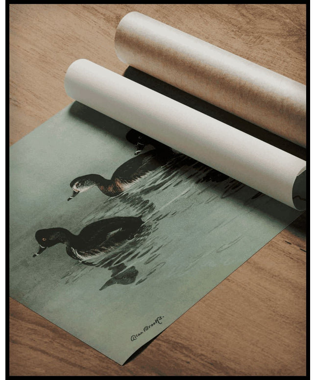 Ringschnabelente Poster