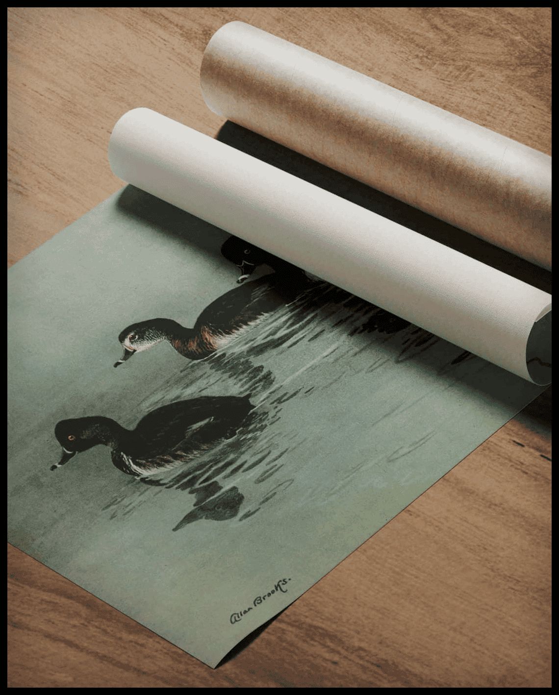Ringschnabelente Poster