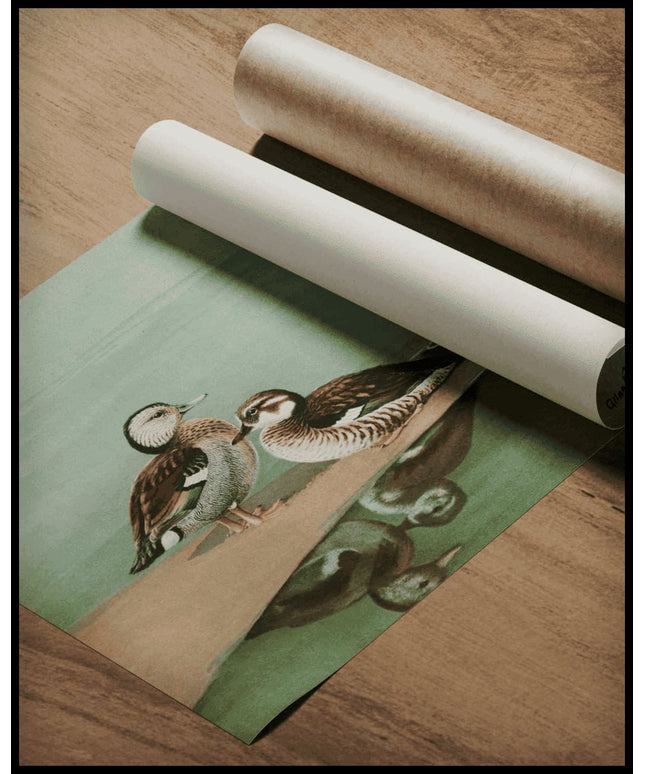 Rotschulterente Poster