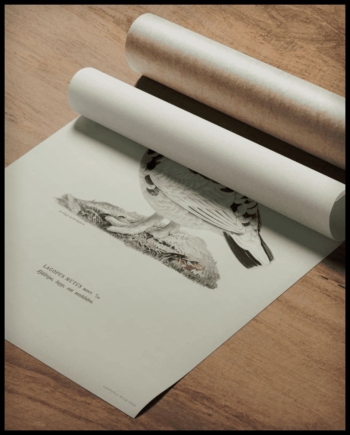 Lagopus Mutus Poster
