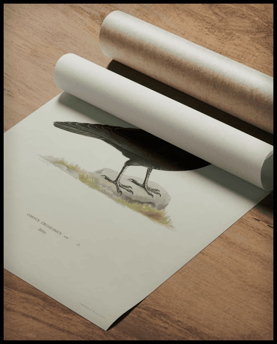 Corvus Frugilegus Poster