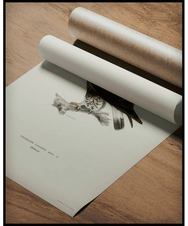 Triorchis Lagopus Poster