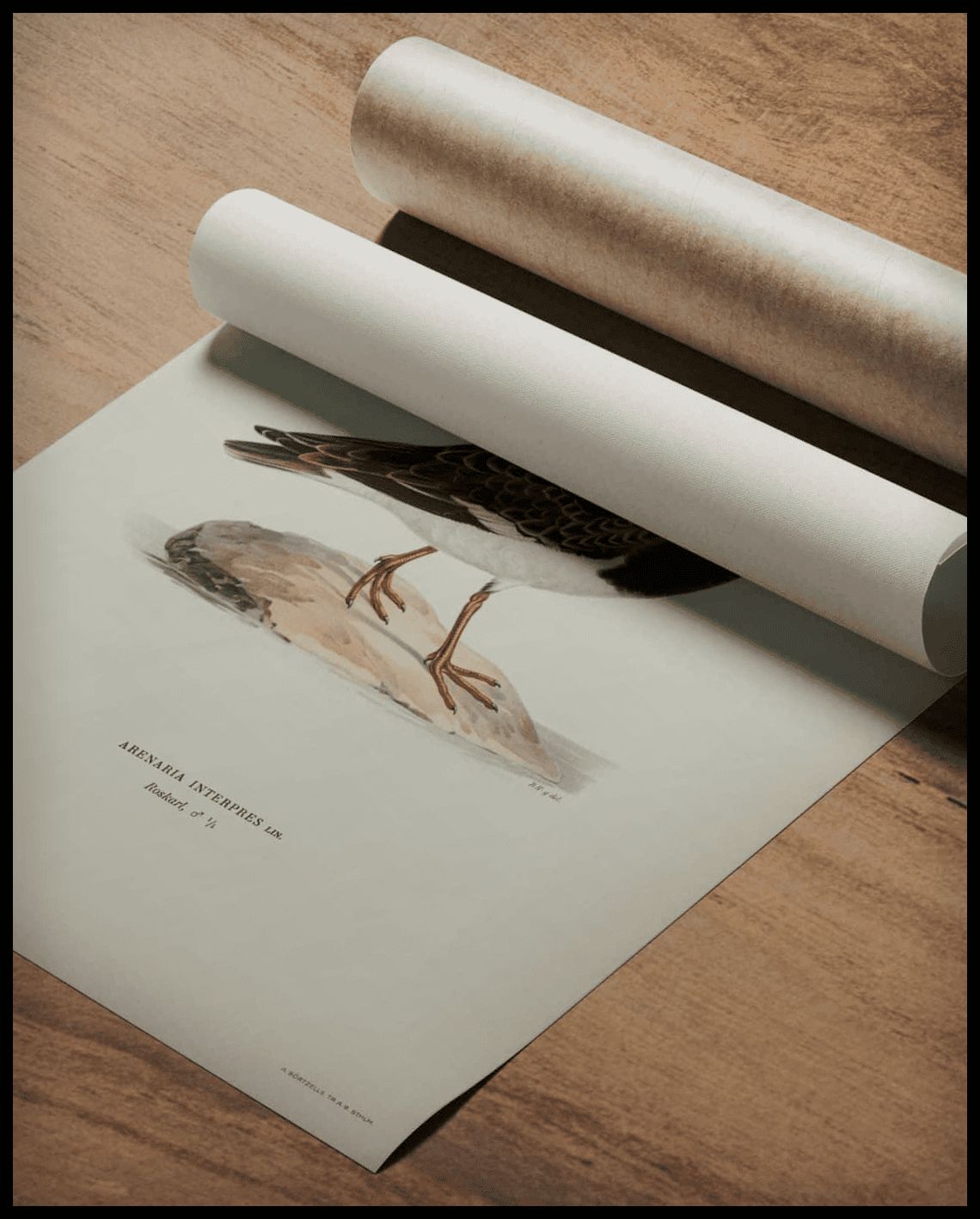 Arenaria Interpres Poster