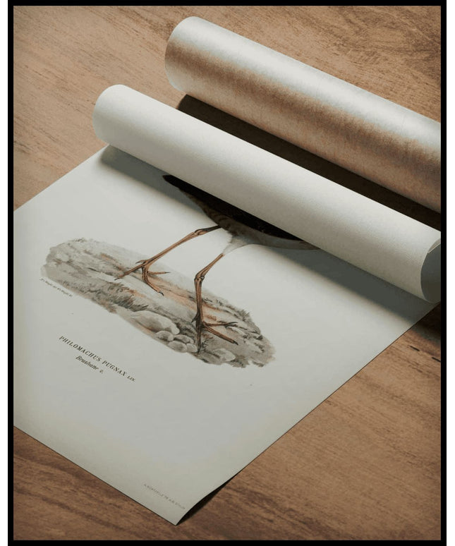 Philomachus Pugnax Poster