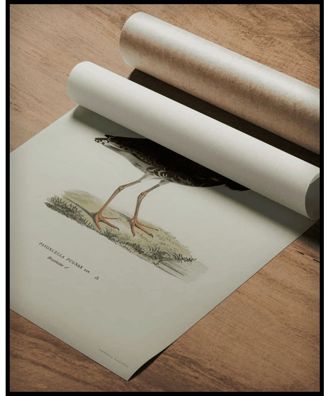 Pavoncella Pugnaxr Poster