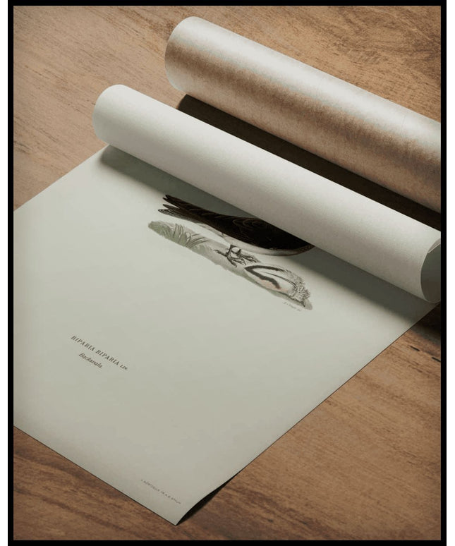 Riparia Riparia Poster