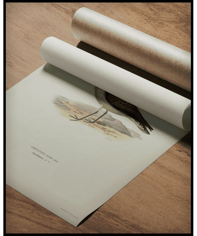 Crocethia Alba Poster