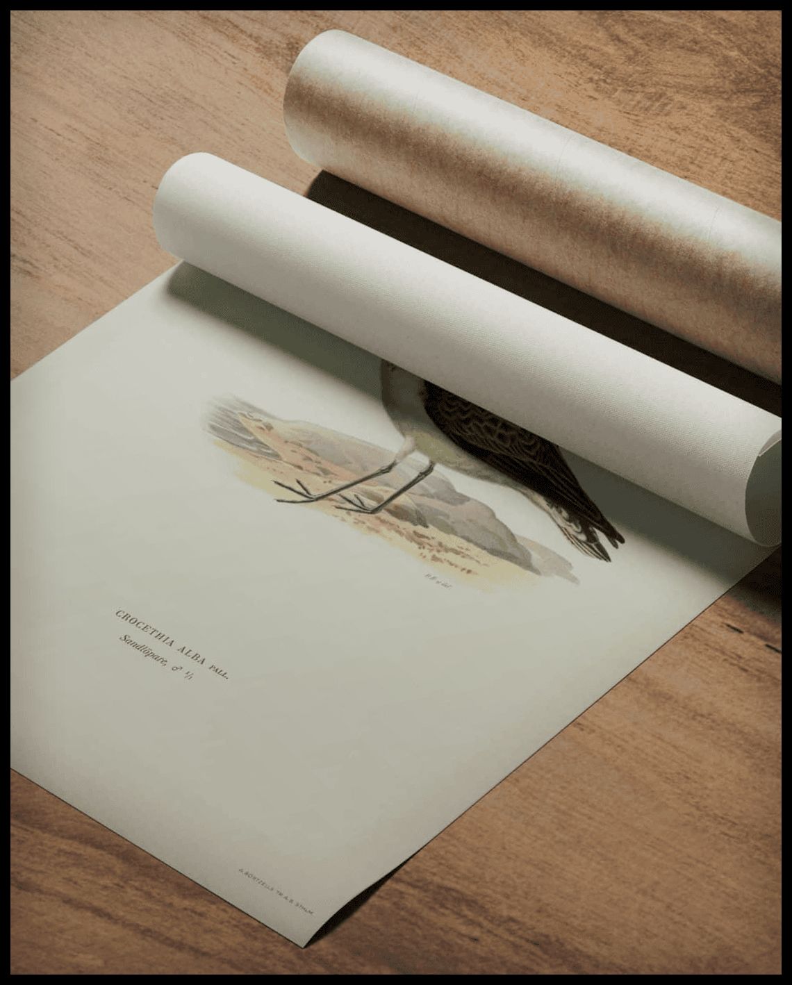Crocethia Alba Poster