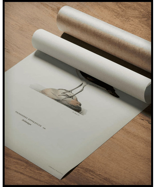 Tringoides Hypoleucus Poster