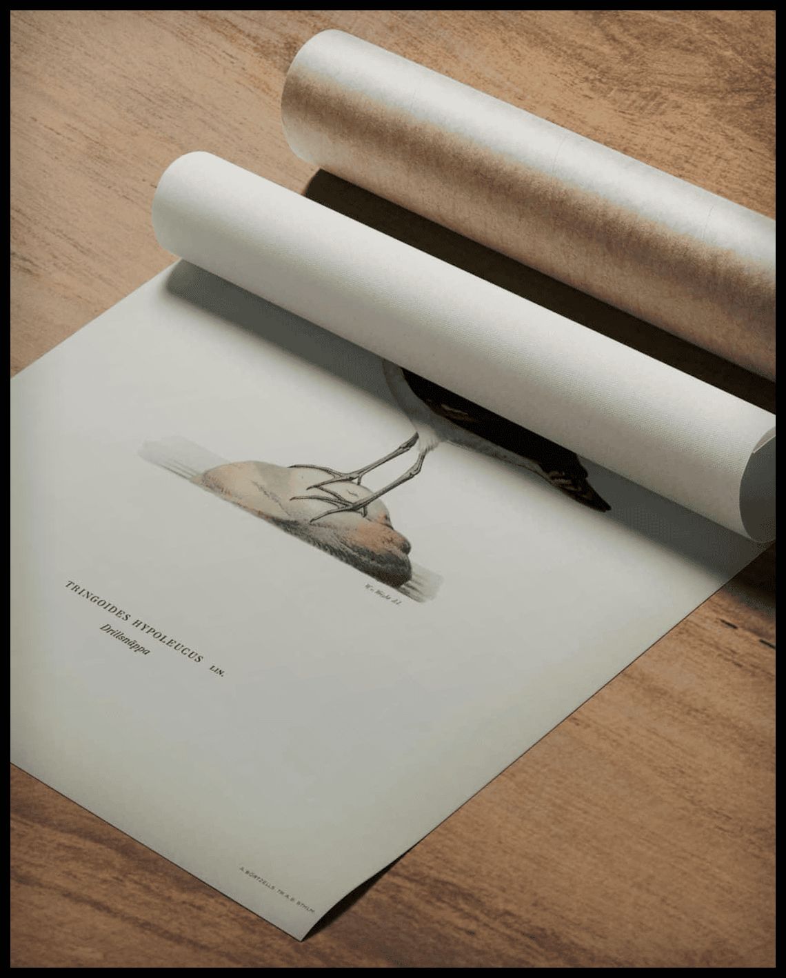Tringoides Hypoleucus Poster