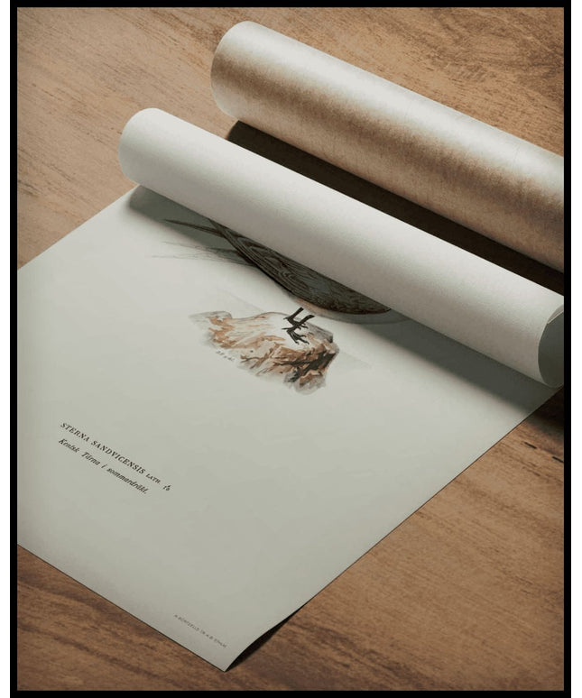 Sterna Sandvicensis Poster