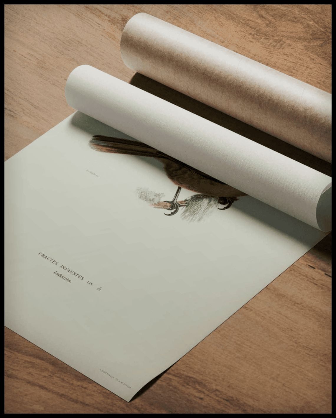 Perisoreus Infaustus Poster