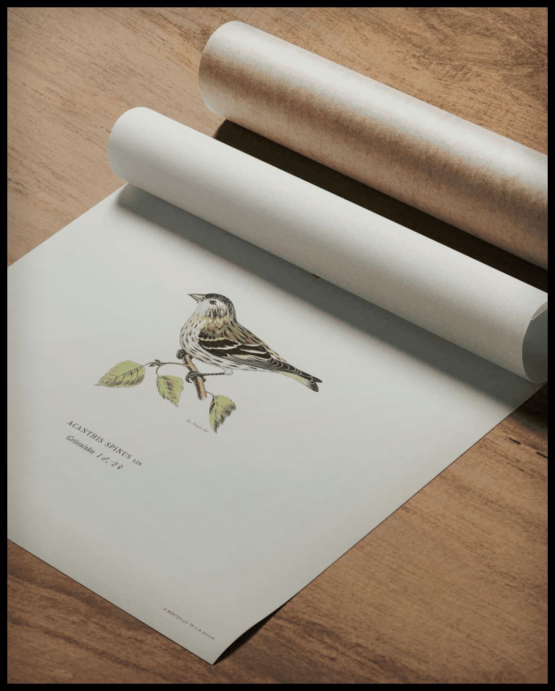 Spinus Spinus Poster