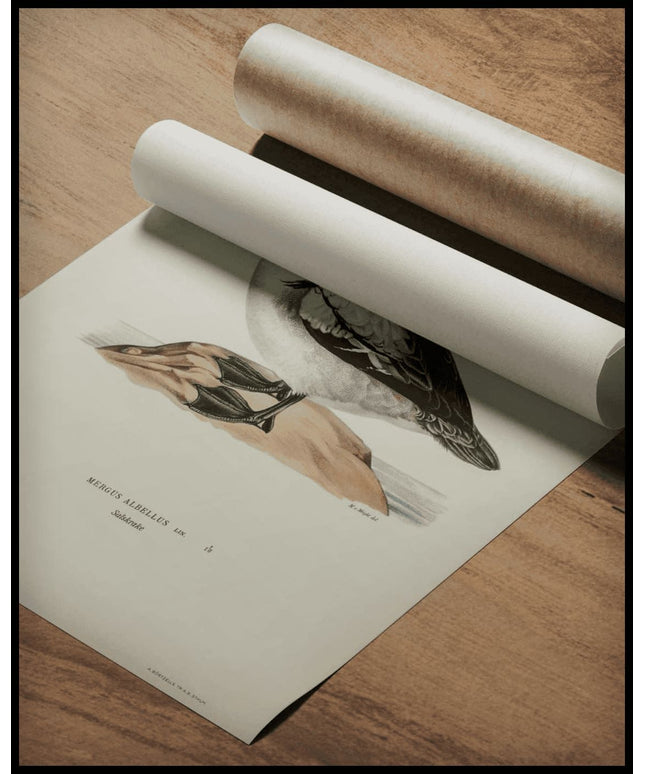 Mergellus Albellus Poster