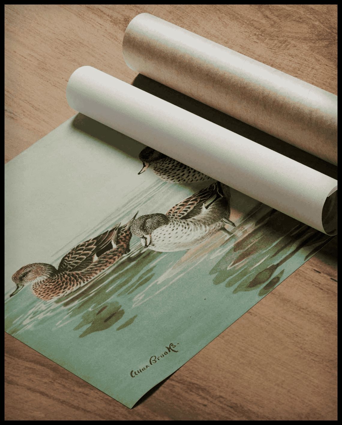 Krickente Poster
