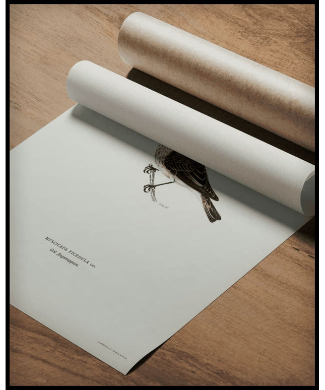 Muscicapa Ficedula Poster