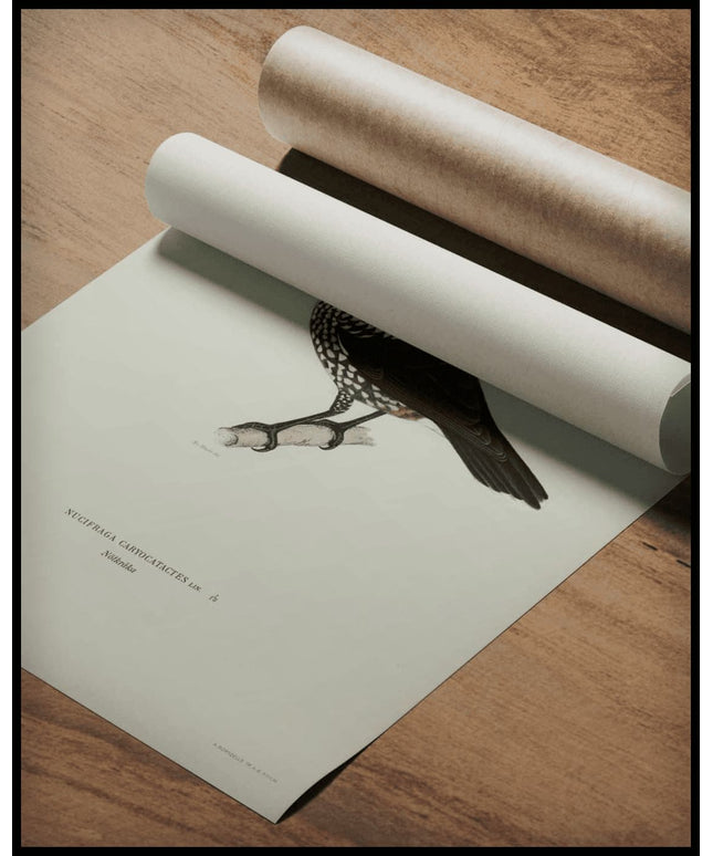 Nucifraga Caryocatactes Poster