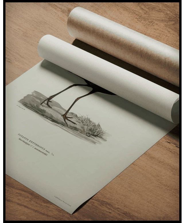 Totanus Erythropus Poster