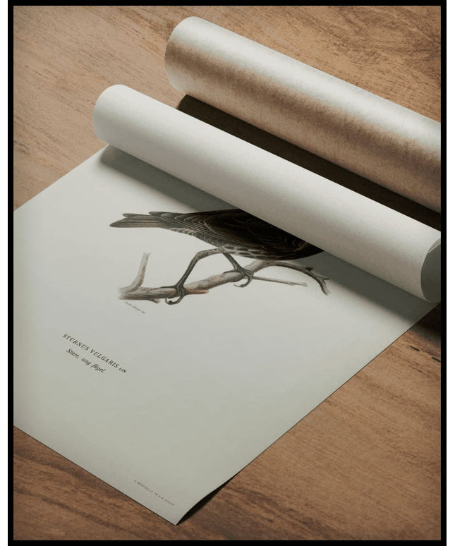 Sturnus Vulgaris Poster