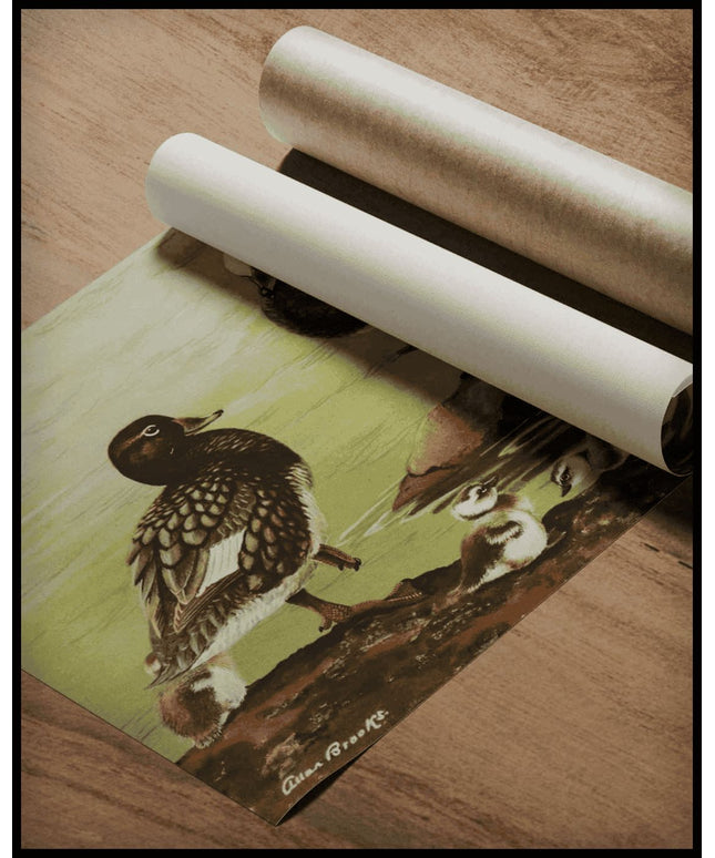 Dampfschiffenten Poster