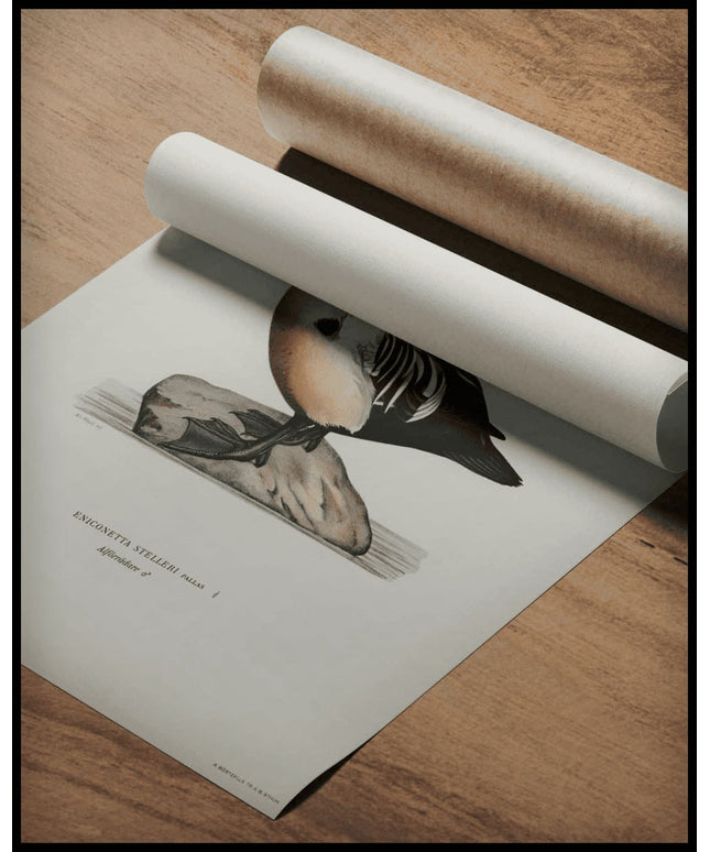 Eniconetta Stelleri Poster