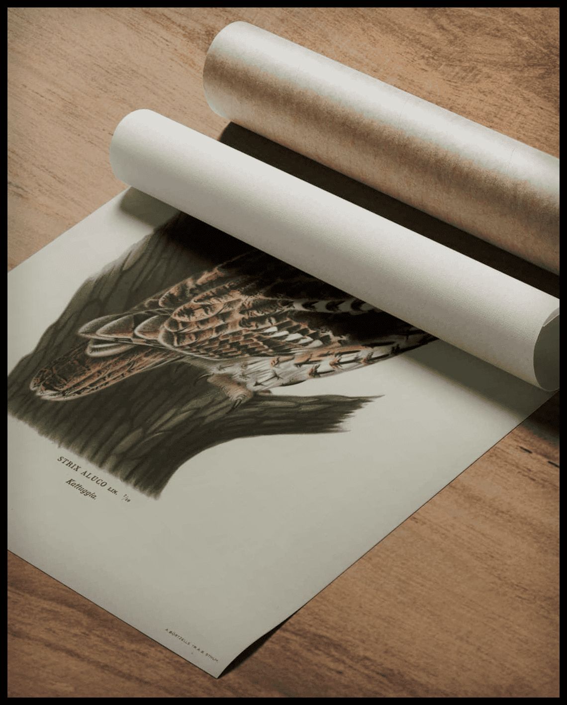 Tawny Owl Poster