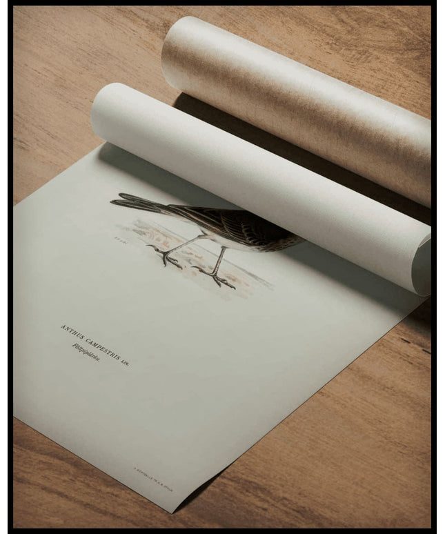Anthus Campestris Poster
