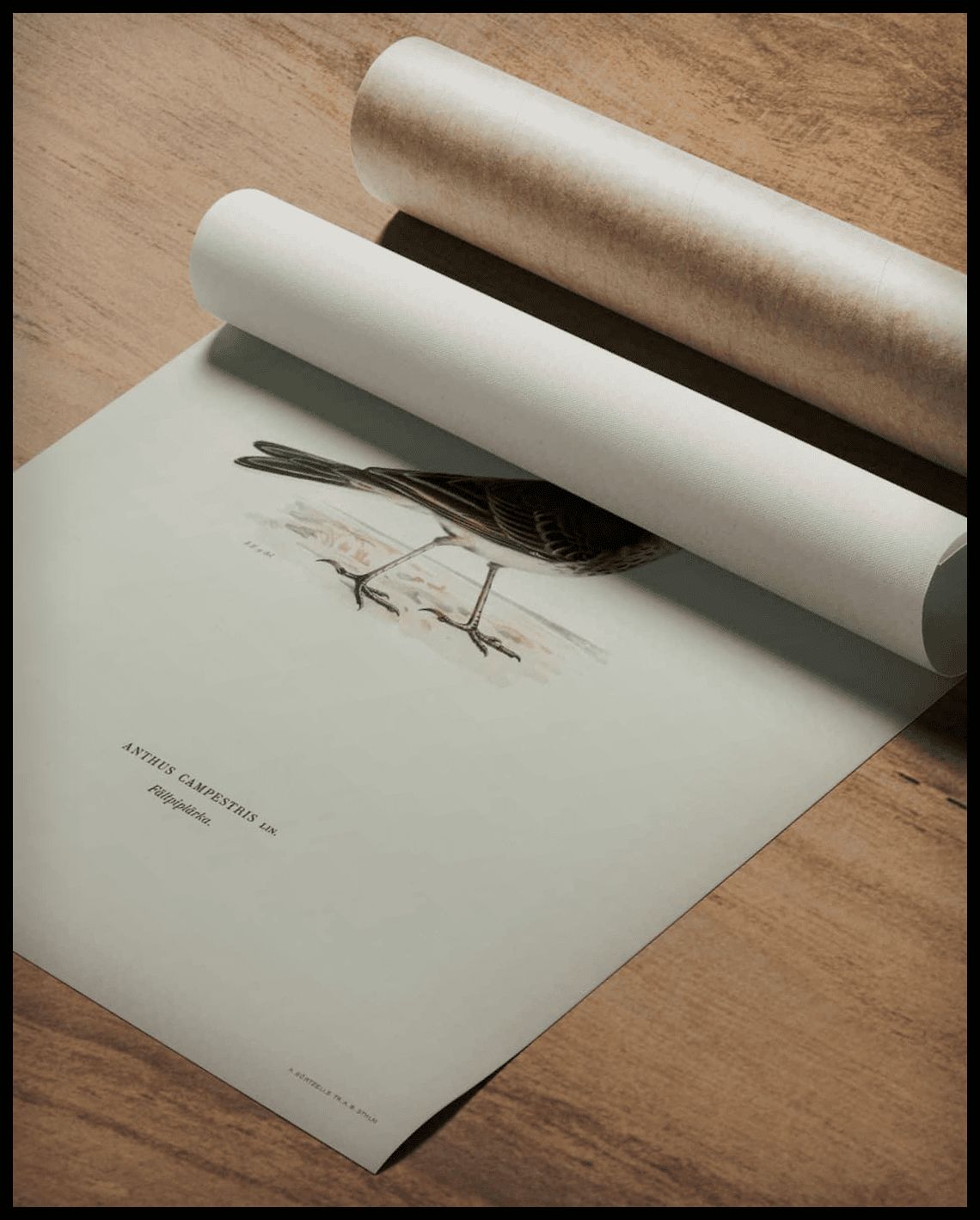 Anthus Campestris Poster