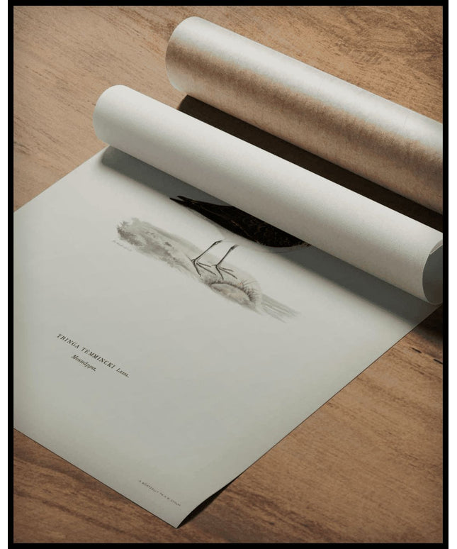 Tringa Temminckii Poster