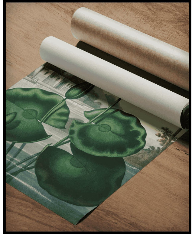 Blue Egyptian Water Lily