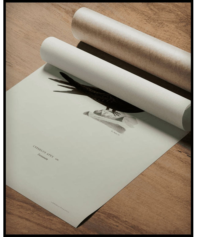 Cypselus Apus Poster