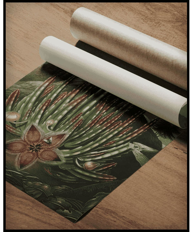 Maggot Bearing Stapelia