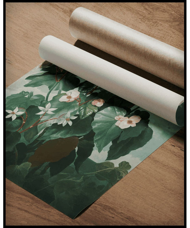 Oblique Leaved Begonia