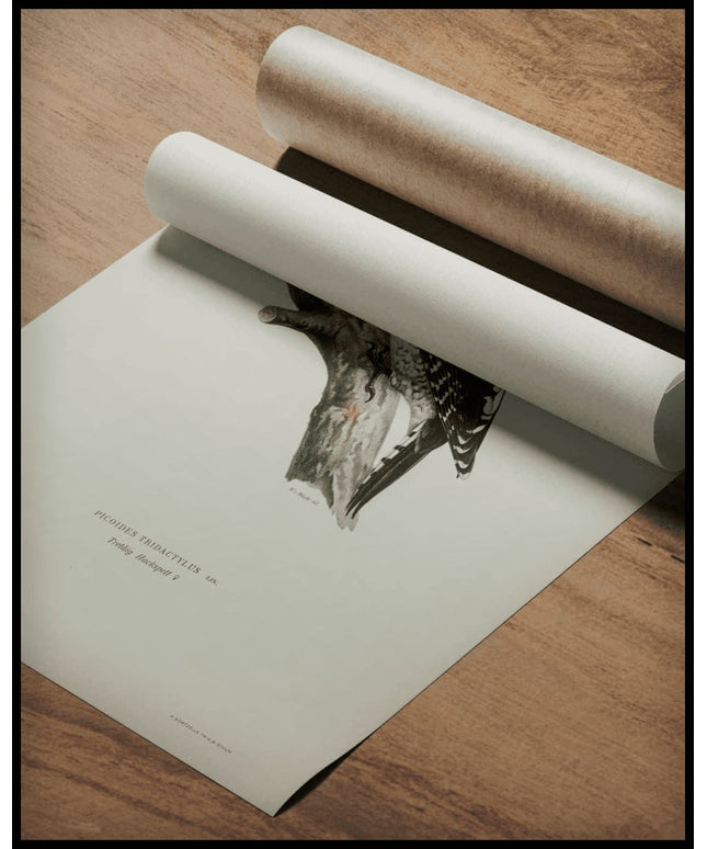 Picoides Tridactylus Poster