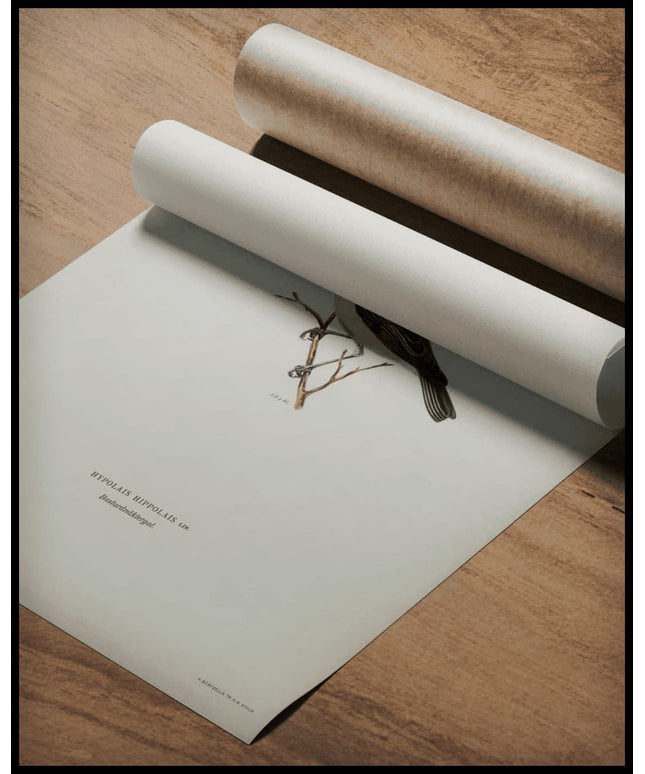 Hypolais Hippolais Poster